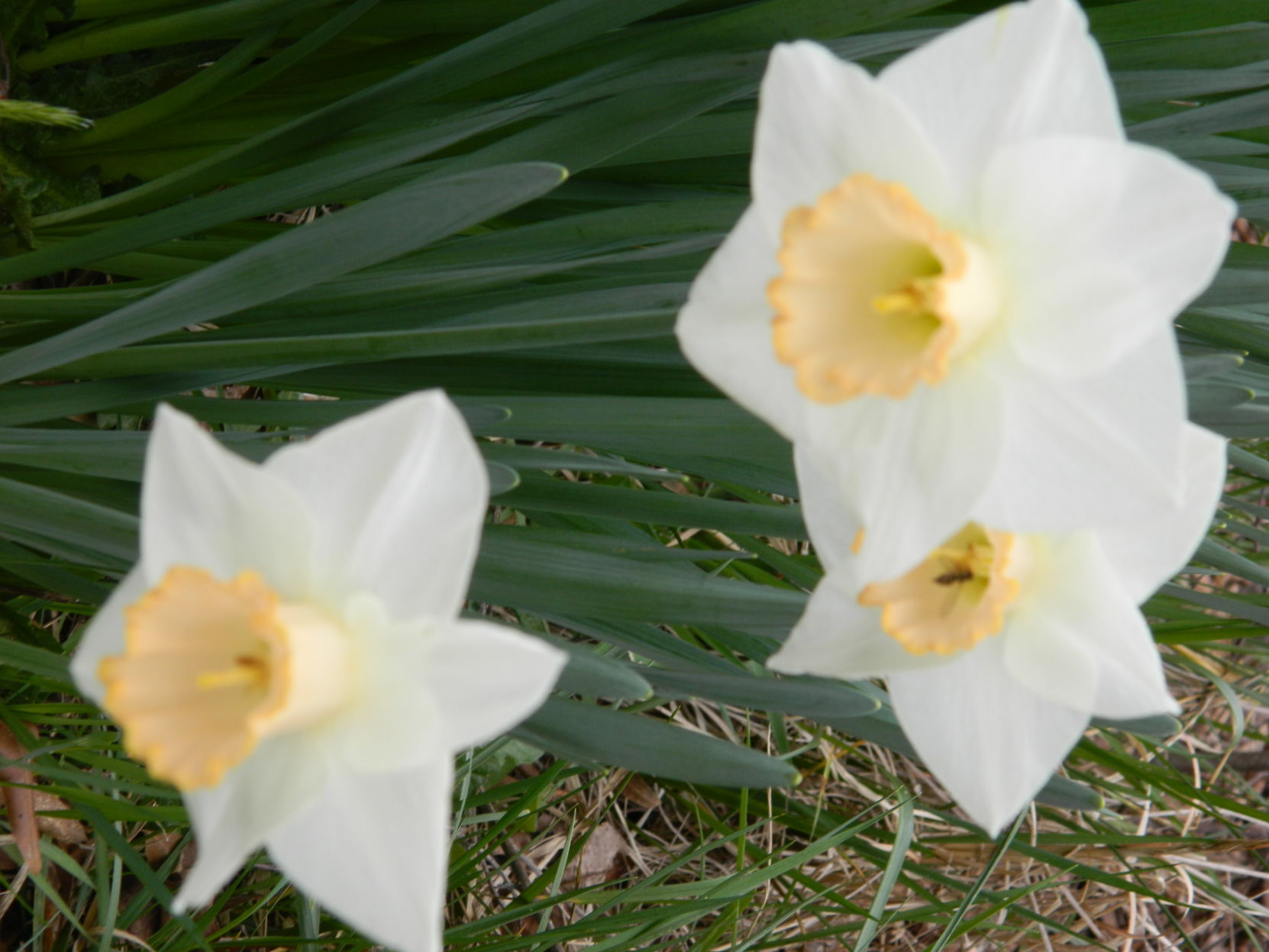 Spring photos (45).JPG